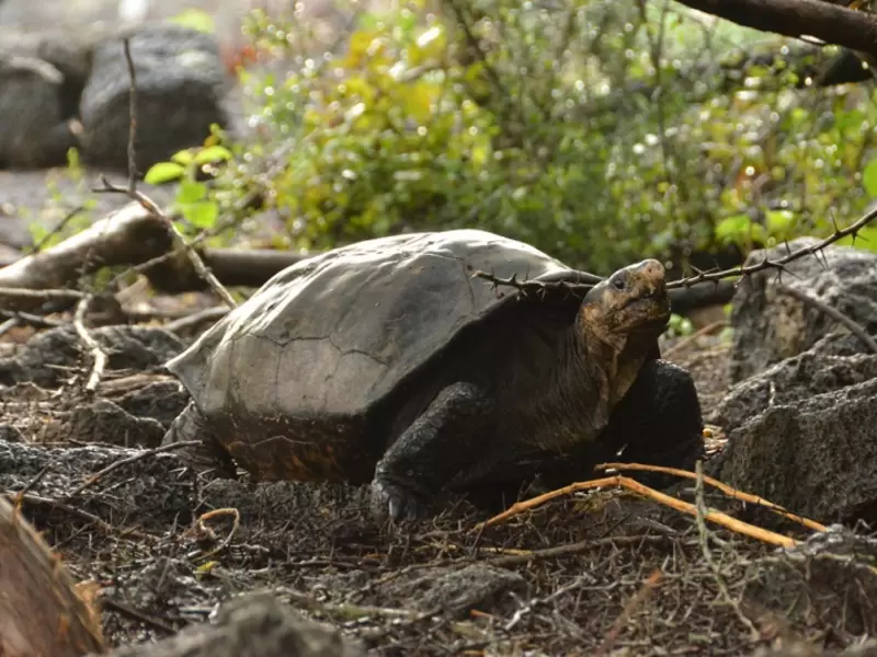 Tortuga