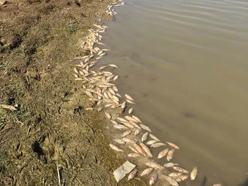Este es el panorama en toda la zona de ciénagas en el corregimiento Santiago Apostol