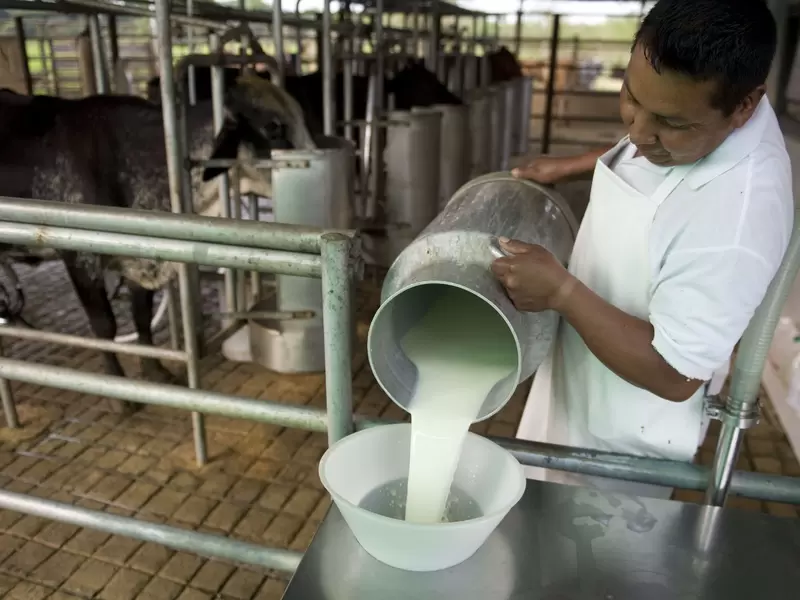 Sector Productivo Leche