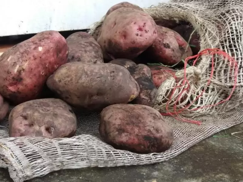 Toneladas de papa están represadas en Nariño por los bloqueos en la Panamericana