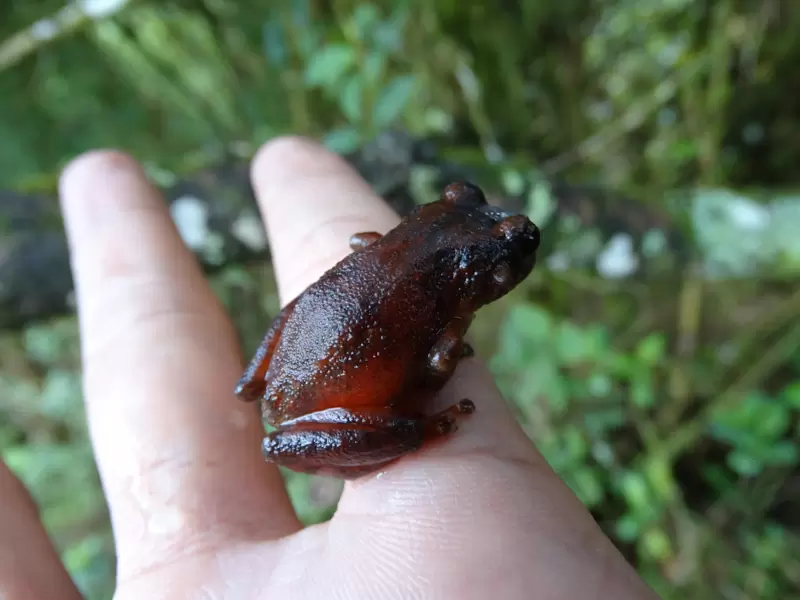Rana de lluvia, común en los bosques nublados de la Cordillera de los Andes