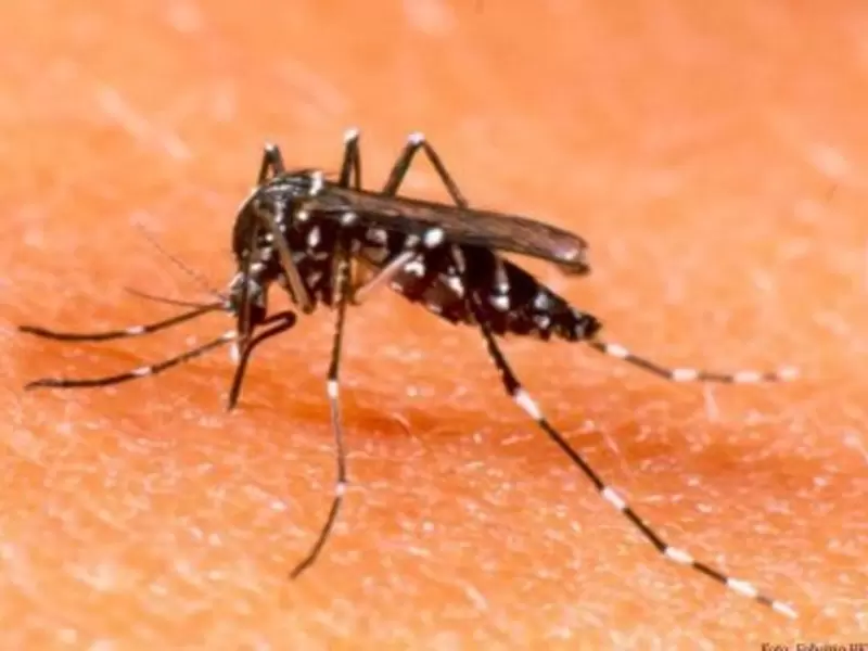 zancudo transmisor del dengue