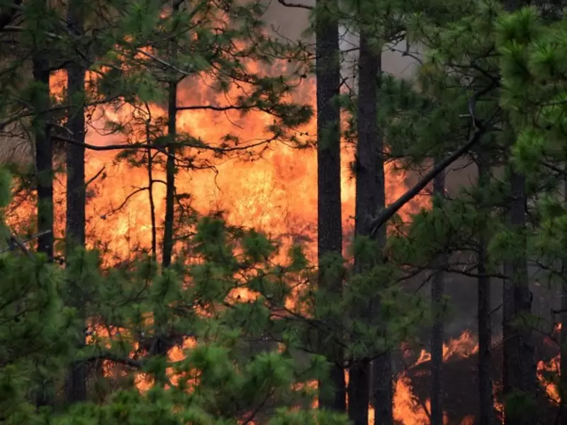 Incendio forestal Incendio forestal