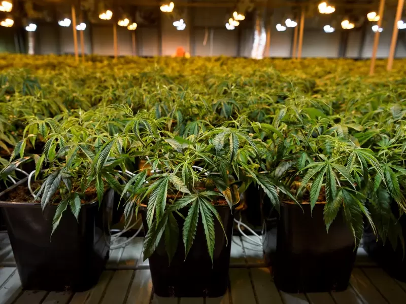 Plantas de cannabis