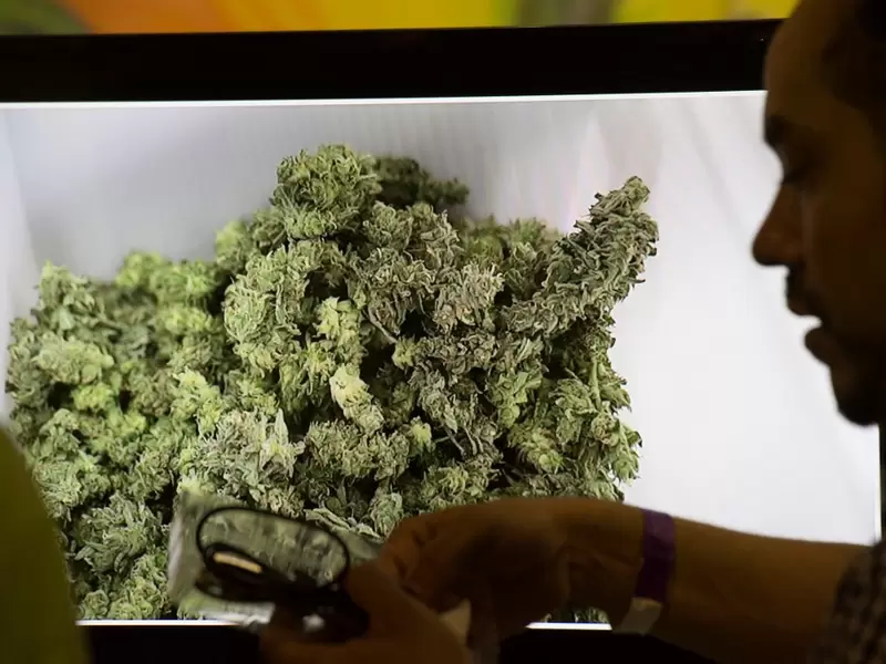 Plantas de cannabis