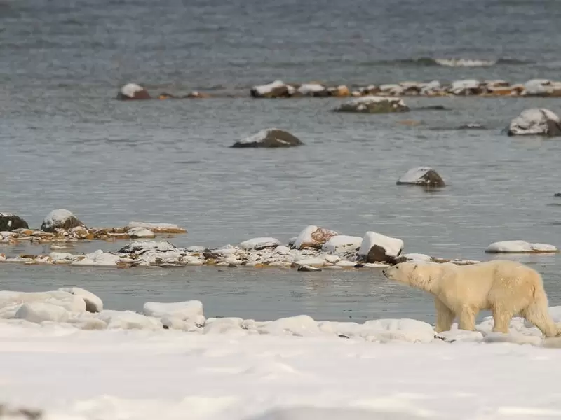 Un oso polar en su habitad alterado por el cambio climático