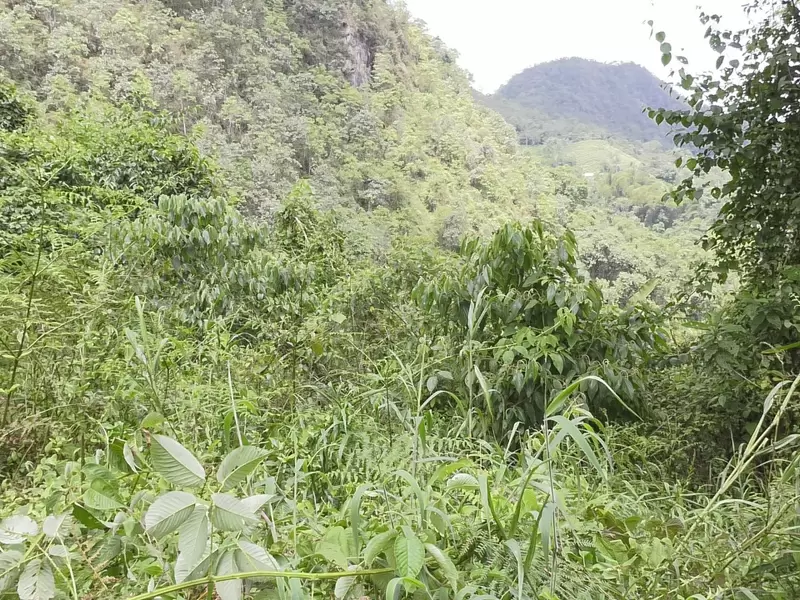 Humedal Cacahual