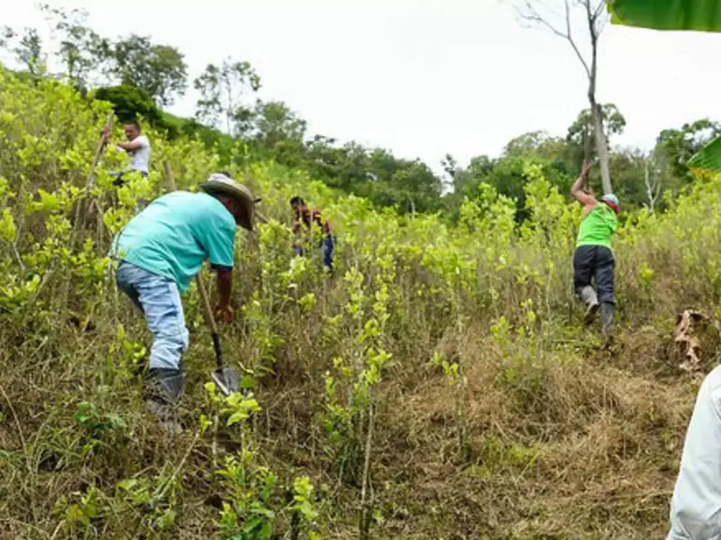 Cultivos ilícitos Cultivos ilícitos