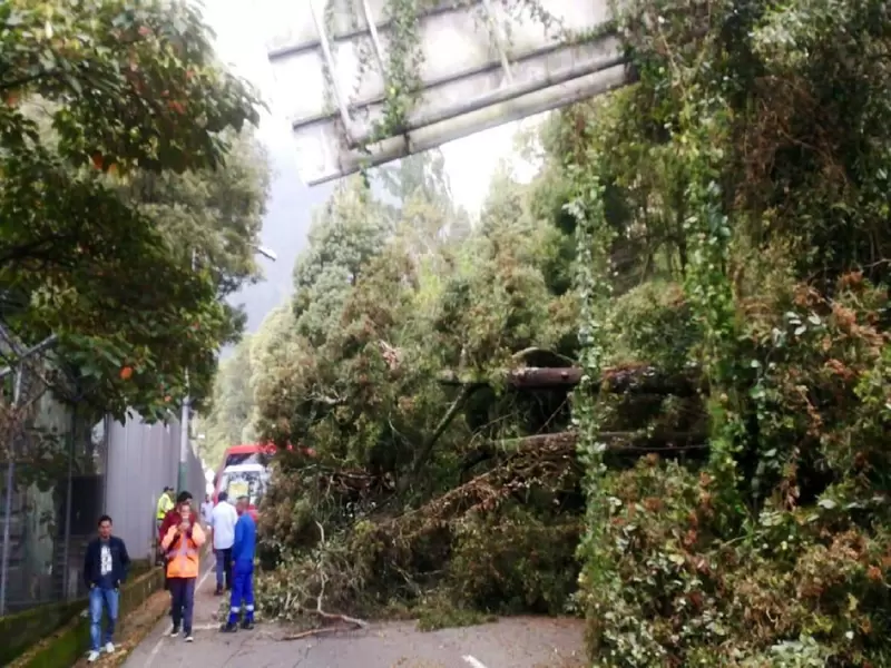 Caída de árbol en avenida Circunvalar, en Bogotá