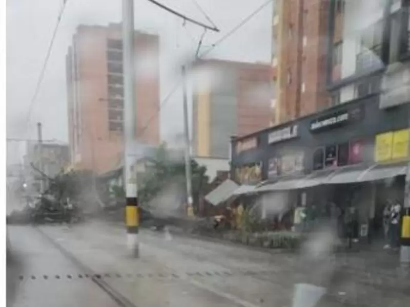 Histórico árbol gualanday que cedió en medio de un aguacero.