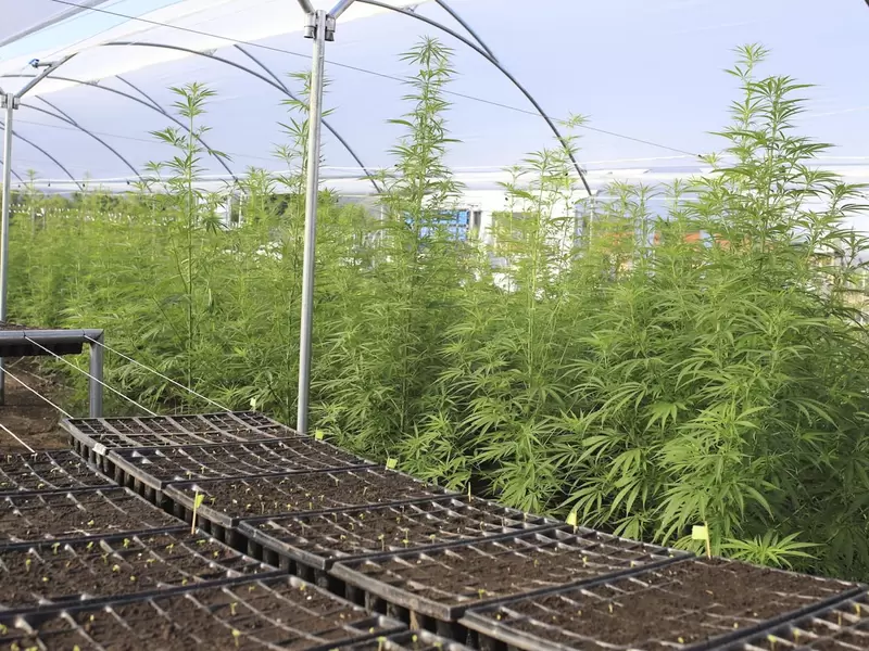 Zona de cultivos de cannabis medicinal