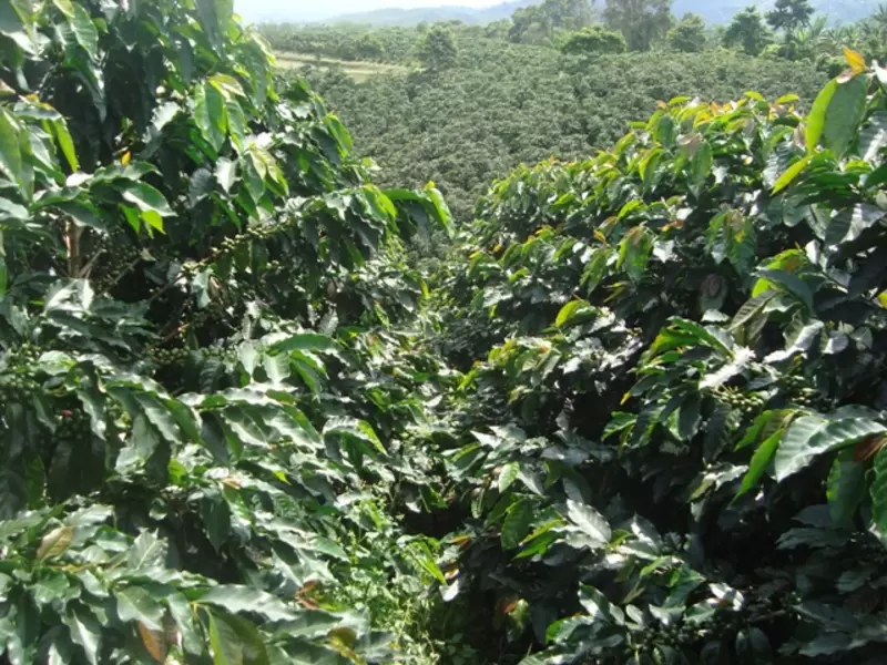 Producción Risaralda
