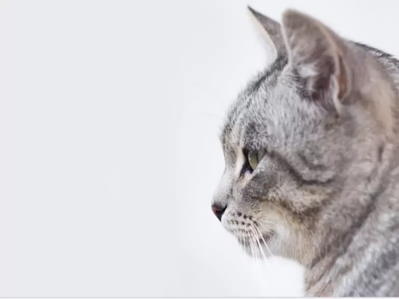 Gato