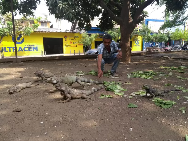En tiempos de verano las iguanas sufren por falta de agua.