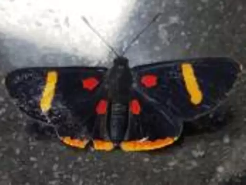 Mariposa entregó números ganadores del chance