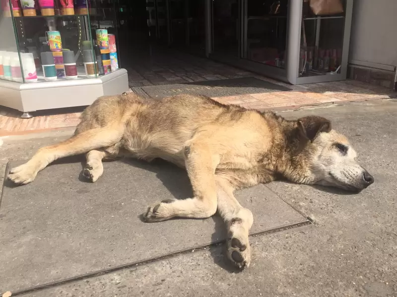 Perros callejeros en Bogotá