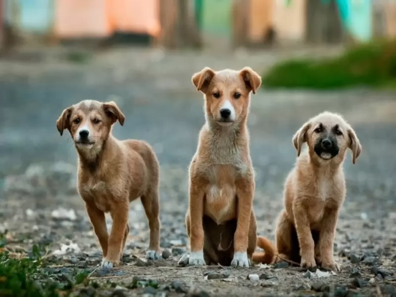 Perros ambulantes