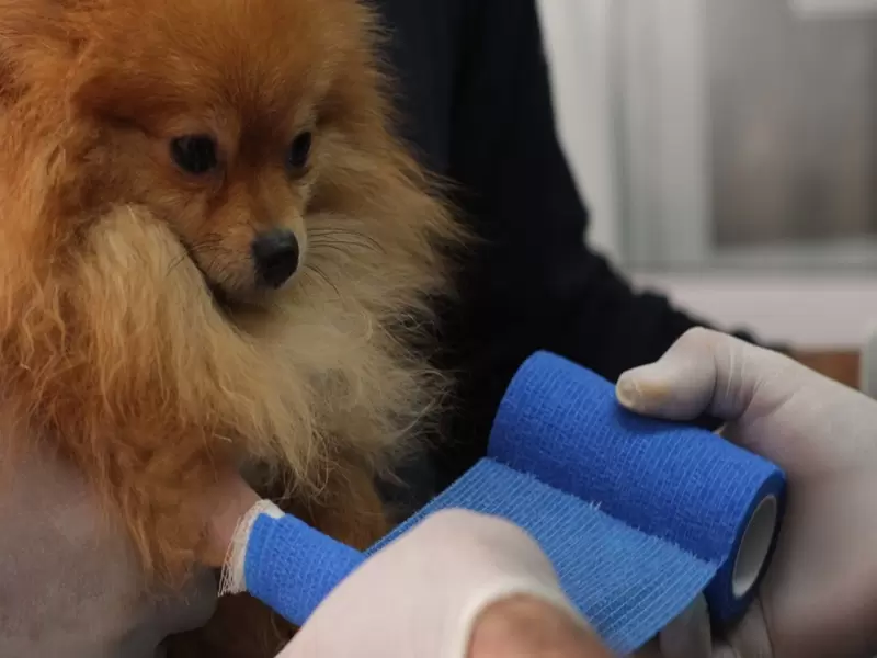 Protección animal