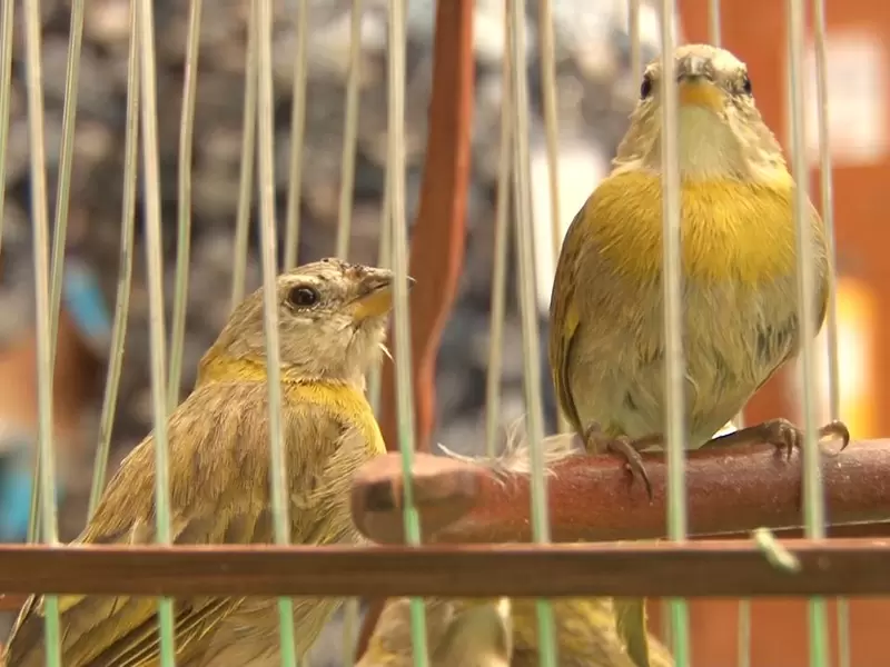 Aves incautadas en el aeropuerto El Dorado