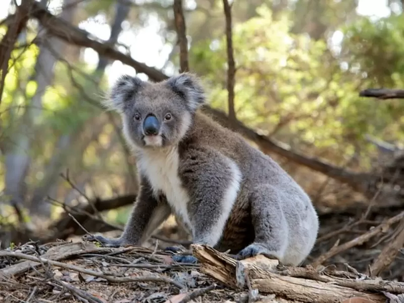 Koala Koala