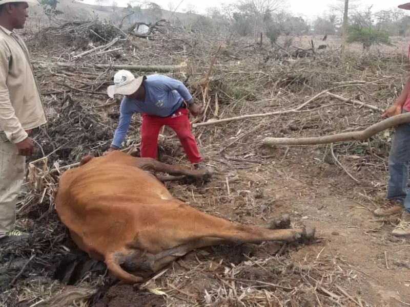 Sequía afectada la ganadería en Córdoba.