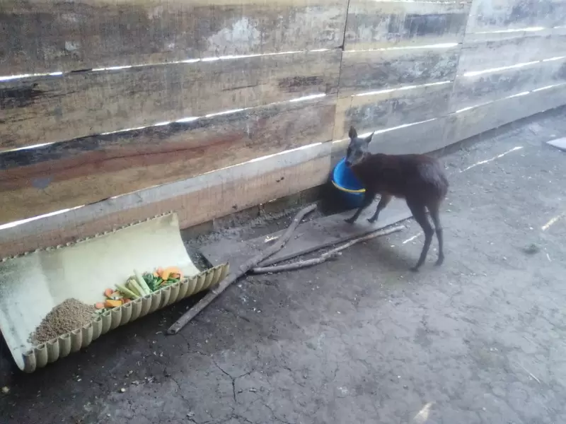 Venado herido en el Huila