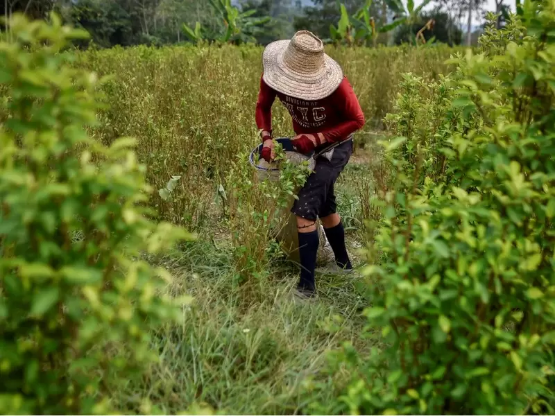 Cultivos ilegales de coca en Colombia