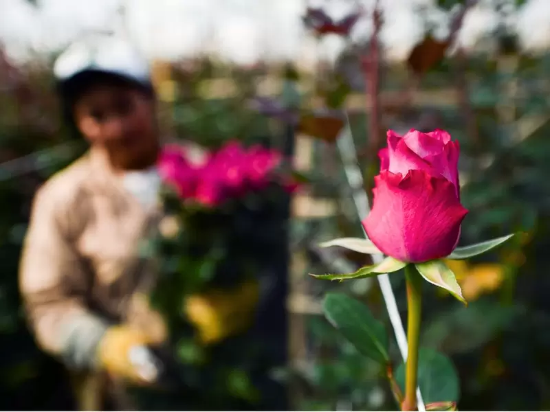 Las flores colombianas son apetecidas en varios países.
