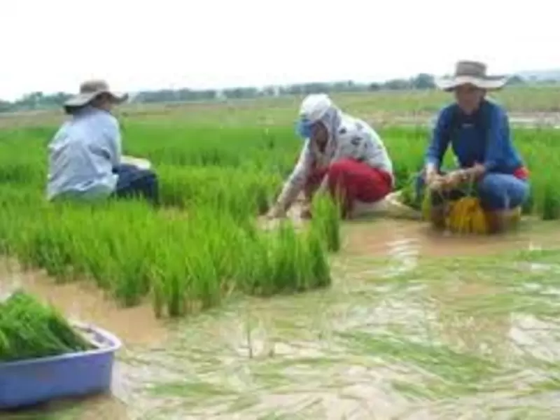 Cultivos de Arroz