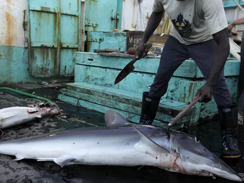 Caza de tiburones Caza de tiburones