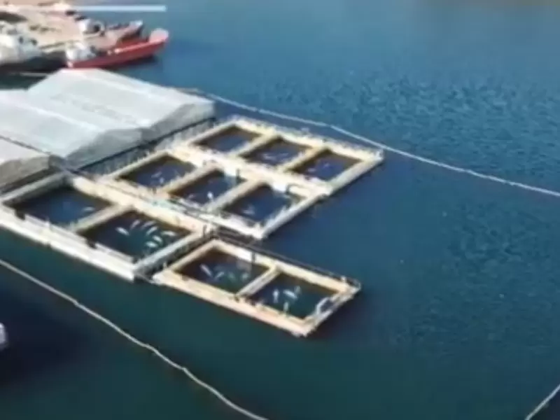 Orcas