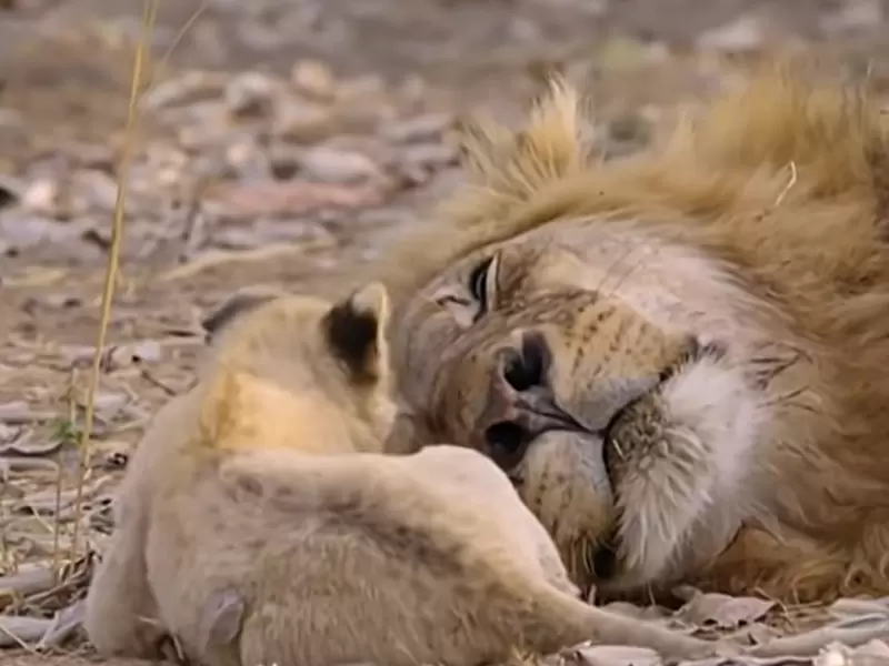 Los usuarios de redes sociales compararon el material con las escenas animadas de 'El Rey León'