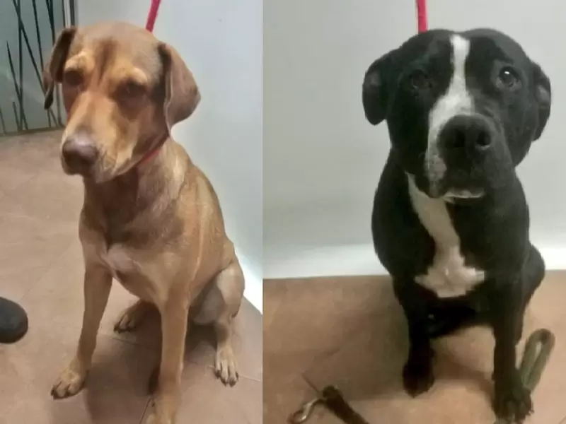 Perros recuperados por el IDBYPA
