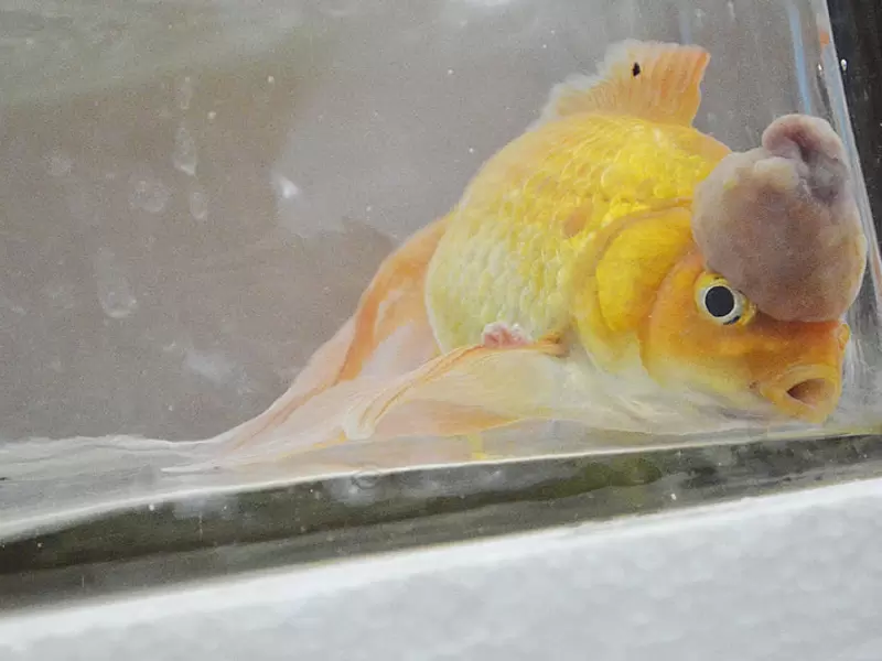 Pez dorado con tumor.