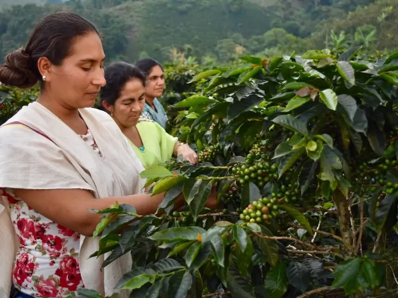 Recolección de café en Dolores (Tolima)