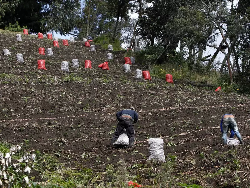 CAMPO COLOMBIANO/AGRICULTURA EN COLOMBIA/CAMPESINOS
