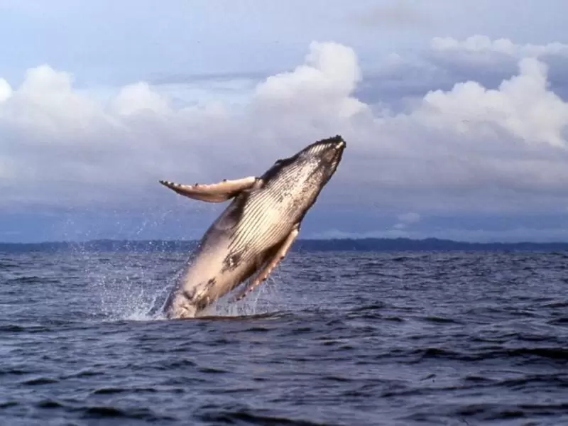 avistamiento Ballenas