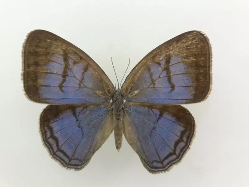 Mariposa (Caeruleuptychia sinchi).