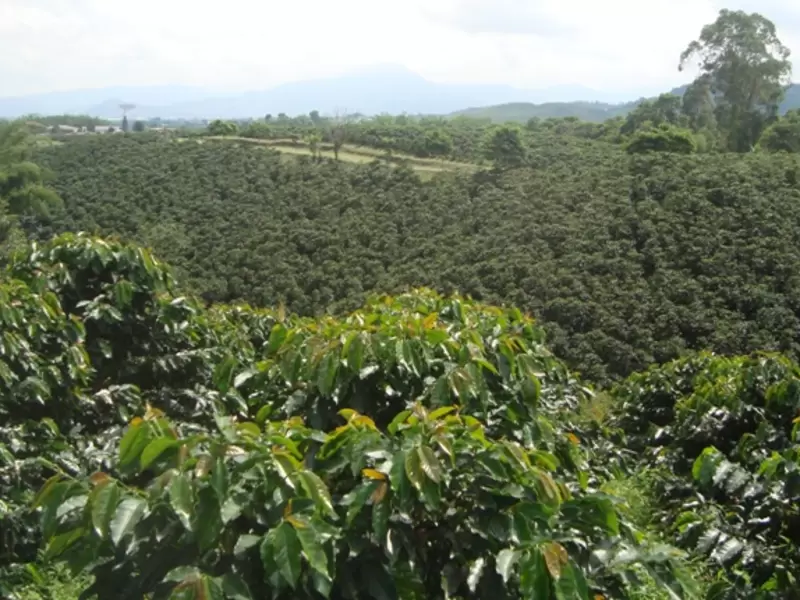 Cultivos de café.