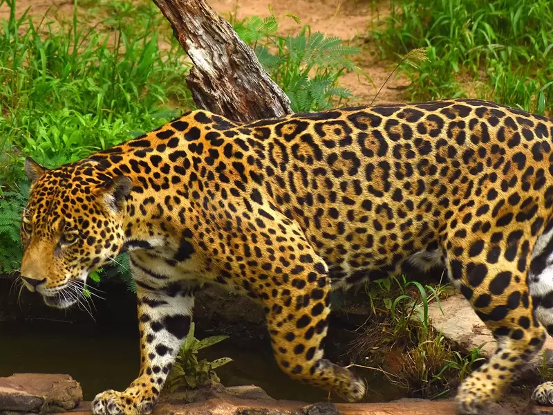 Jaguar.
