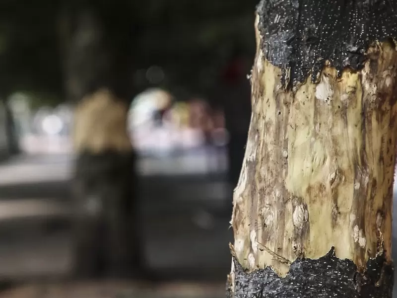Afectación ambiental