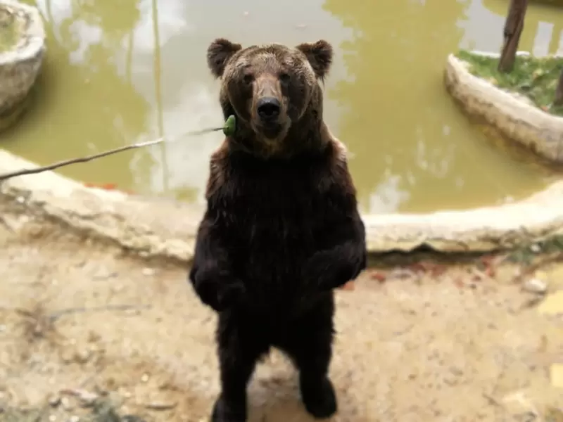 Oso Pardo Oso Pardo