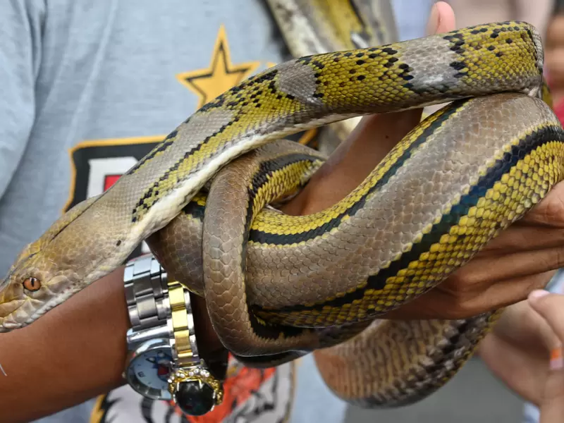 Serpiente