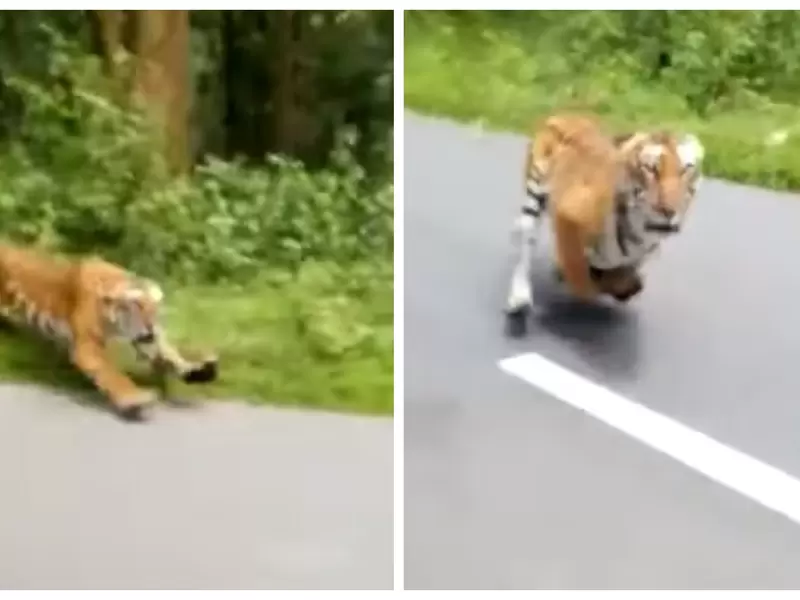 Reserva de wayanad-India