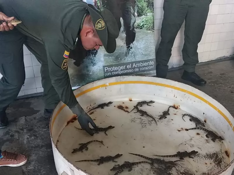 Crías de babilla rescatadas en Jamundí