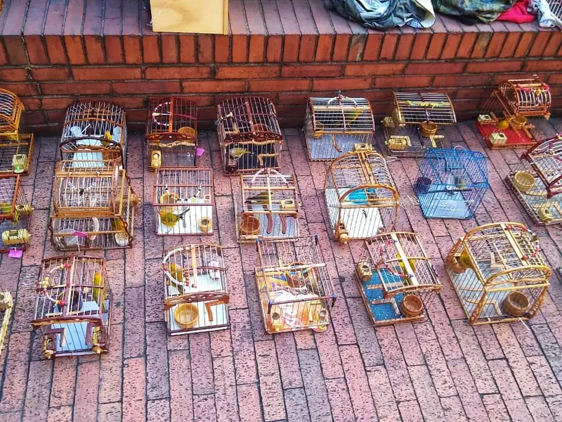 Canarios rescatados en Bogotá