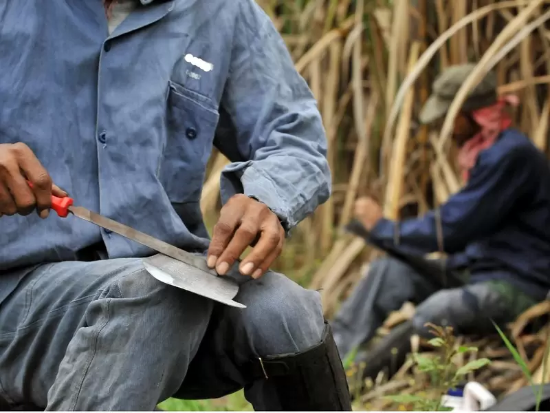 Trabajadores en ingenios azucareros en el Valle del Cauca.