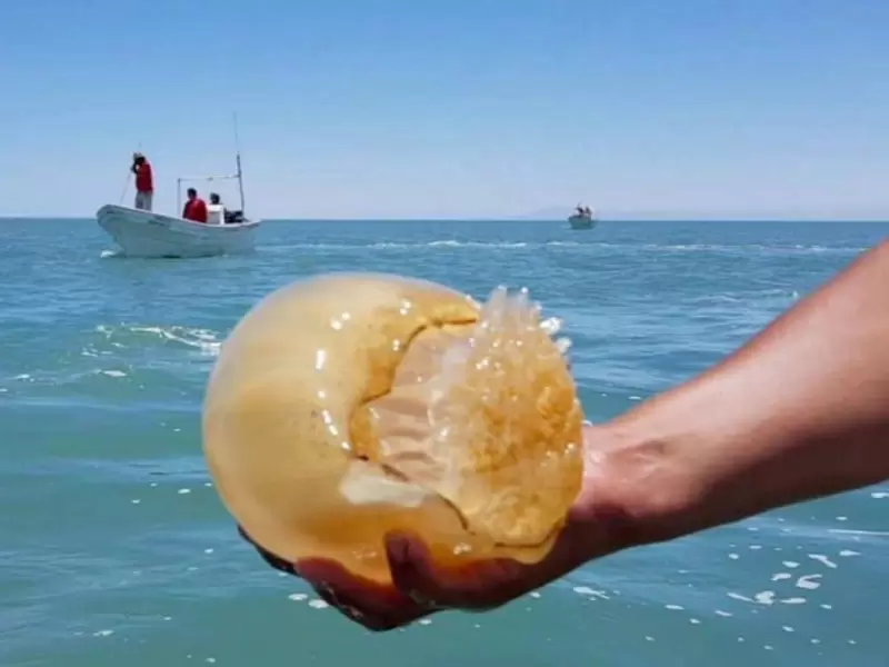 prevención por presencia de medusa bola de cañón
