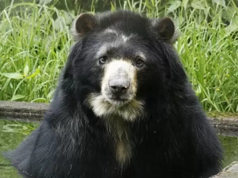 Oso Chucho