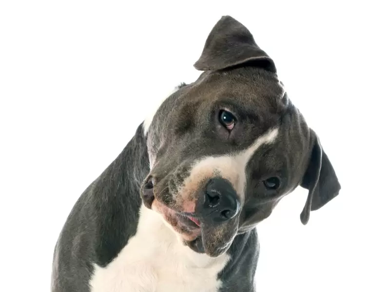 Perro pitbull. Imagen de ilustración